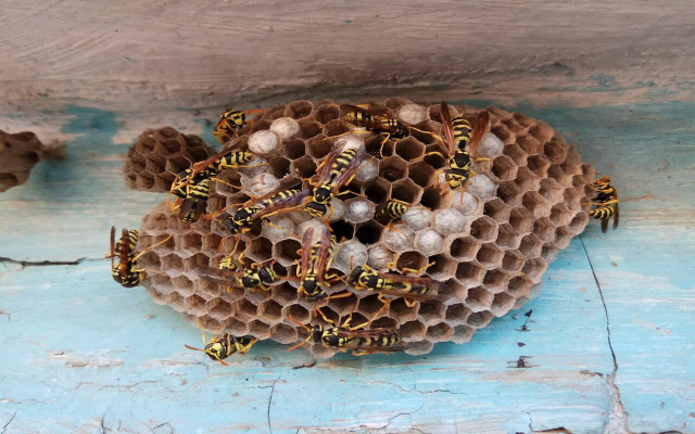 Because wasps do so much for the environment, it would have devastating knock-on effects if they were to disappear.