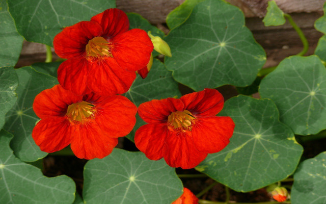 nasturtium