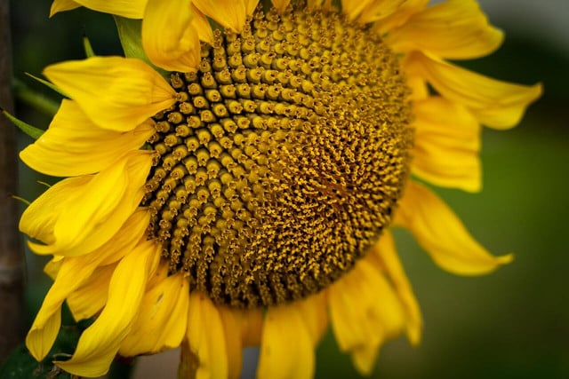 Sunflowers display this noteworthy geometry at its best.