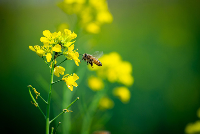 Honeybees pollinate plants to keep a balanced ecosystem.