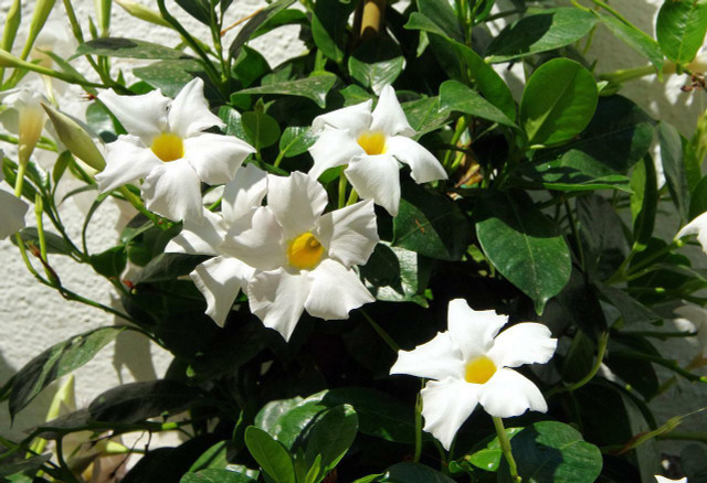 Mandevillas are an excellent choice as and indoor or outdoor climbing plant.