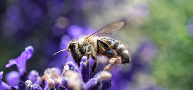 threats to biodiversity