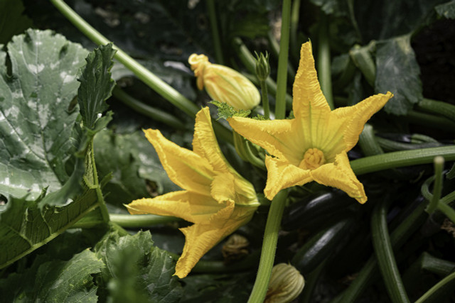 You can find many varieties of this summer squash that come in different shapes and colors and don't require as much space as you might think.