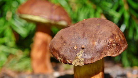 types of lawn mushrooms