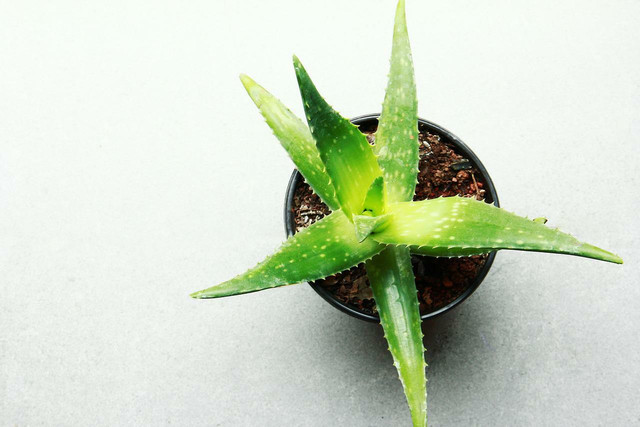 Aloe vera helps heal wounds which makes it a great home remedy for mosquito bites.