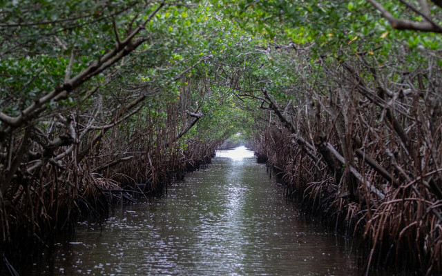 The Everglades is home to hundreds of diverse plant and animal species. 