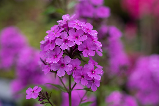 Phlox plants are cheerful and summery, making them the perfect March flowers.