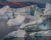 Are narwhals endangered