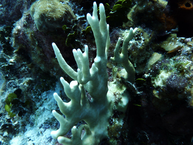 When coral reef bleaching takes place, corals are more vulnerable to diseases.