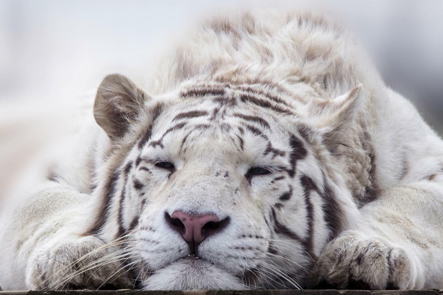 White tigers result from a very rare genetic mutation.