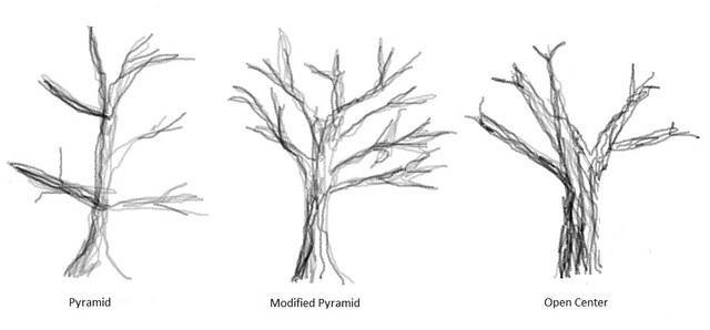 There are a few different ways to prune fruit trees. 