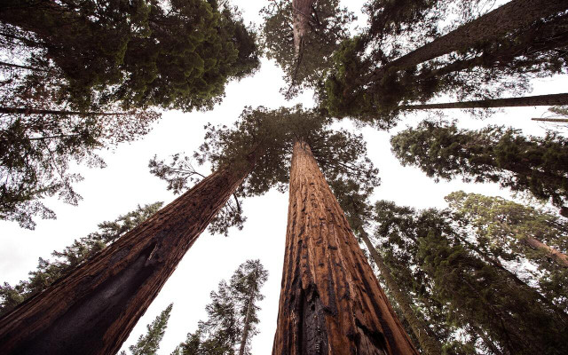 Enjoy the views of sequoias and redwoods in Sequoia National Park.
