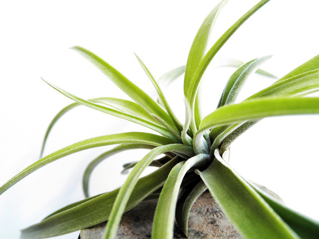 Tillandsia plants (air plants) need just the right care in order to thrive. Follow these steps.