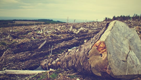solutions to deforestation
