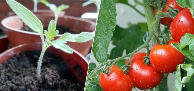 Growing tomatoes how to grow tomatoes in pots container homegrown DIY planting instructions