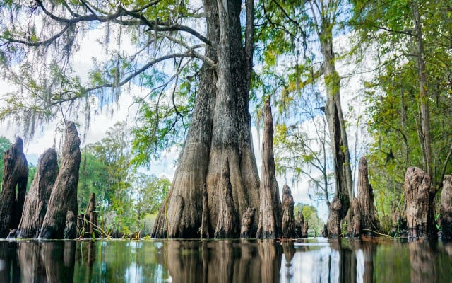 You will come across several swampy areas on the Florida Trail. 