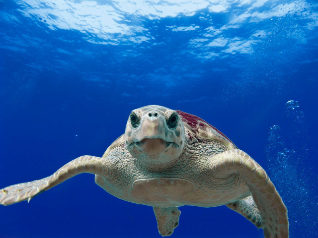 Loggerhead sea turtles are protected under the Endangered Species Act.