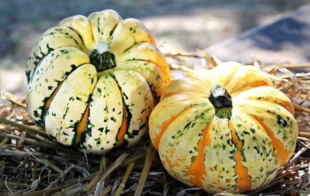 A produce with seeded innards, the typical Halloween pumpkin is actual a Halloween fruit.