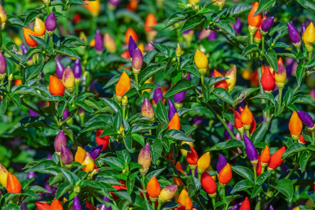 Looking for unique plants for your balcony? Try ornamental peppers. 