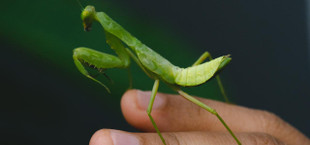 Are praying mantises endangered