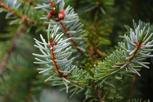Your potted Christmas tree can dry out quickly, so keep an eye open for the telltale signs.