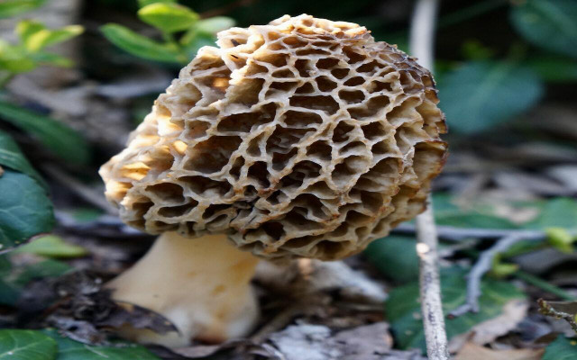 Morels have a honeycomb exterior, which makes them easy to identify. 