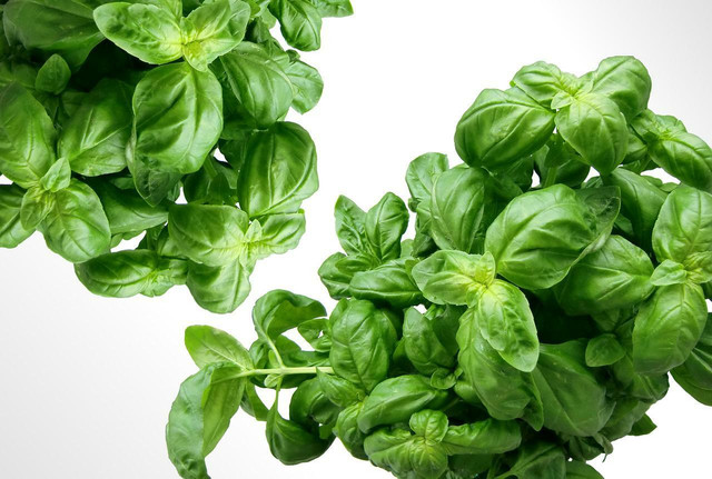 Basil is a more sustainable replacement for cilantro.