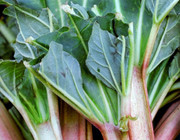 rhubarb recipe savory