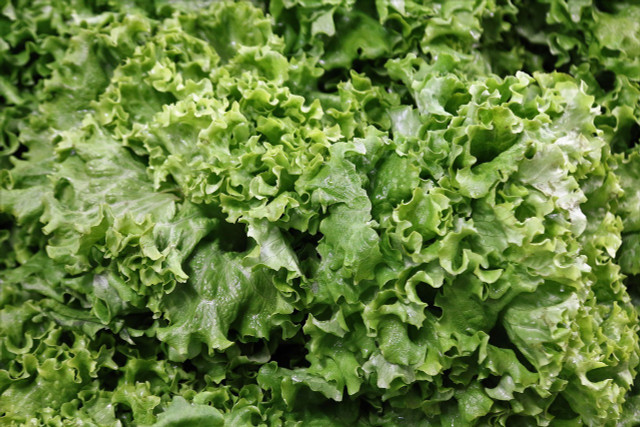 Romaine is perfect in a salad or sandwich.