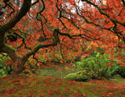 fall scenery autumn colors