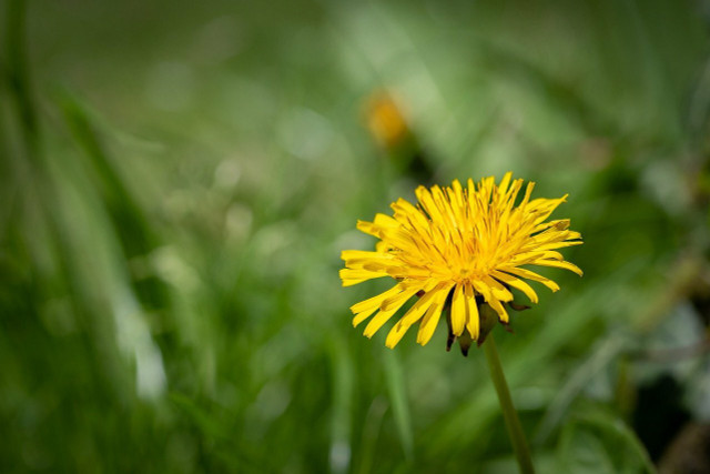 Dandelions are edible, from the leaves and flowers to the roots. 