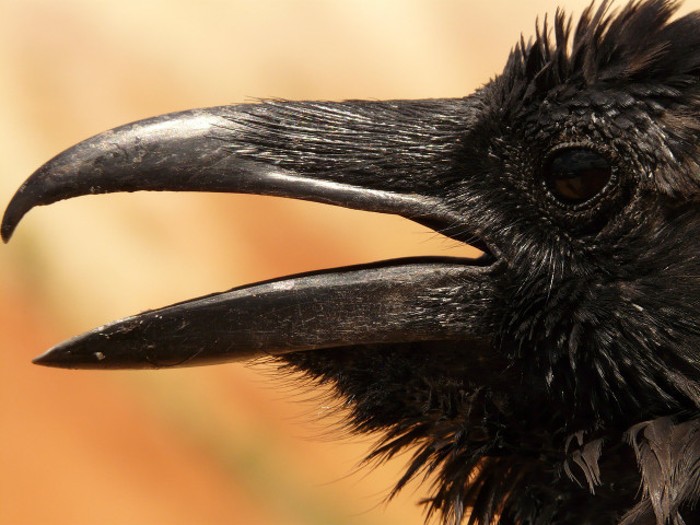 While jackdows and ravens stem from the same family, ravens stand out by their larger bill and larger size in general.