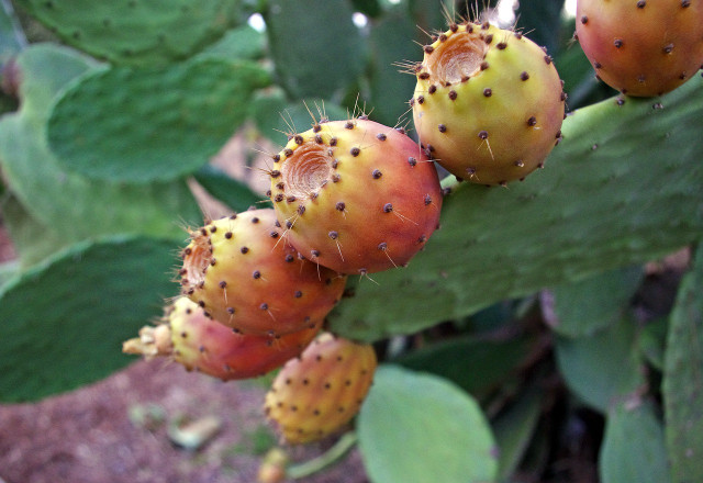 Prickly pears are covered in spikes as well and hair-like spines.