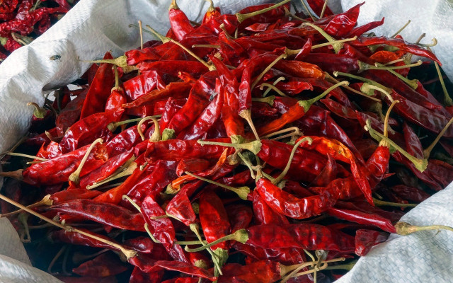 harvesting chili pepper plant