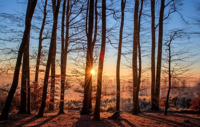 There are myriad tell-tale signs to aid in tree bark identification.