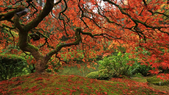 fall scenery autumn colors