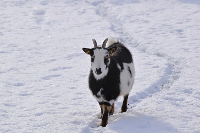 Goats are intelligent and playful pets.