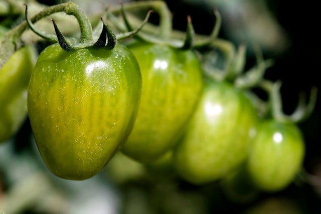 When it comes to saving tomato seeds, you should look for open-pollinated or heirloom varieties. 