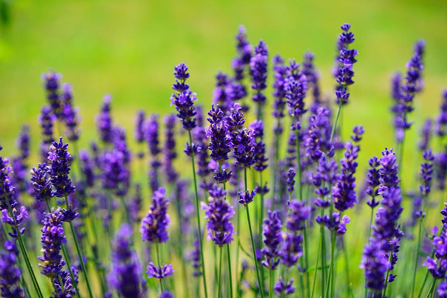 Lavender is a natural mosquito repellent — the plant itself and its essential oil can make your backyard camping more comfortable.