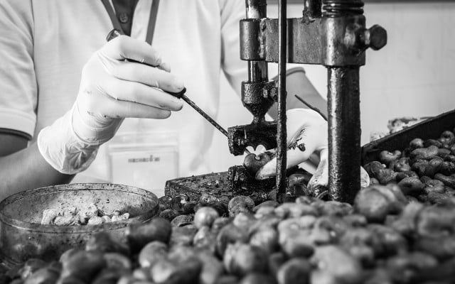 In comparison: This is how cashews should safely be handled — with gloves on and using a machine to crack the shell.