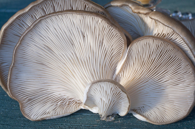 Oyster mushrooms have plastic-eating capabilities and are edible.