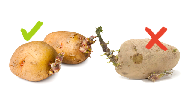 potato sprouts