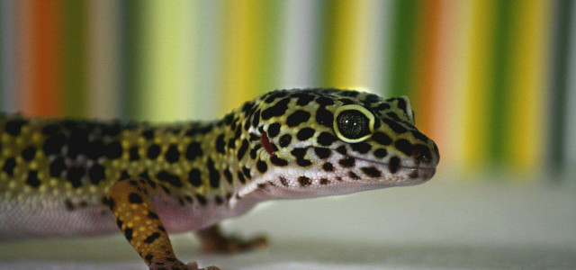 leopard lizard