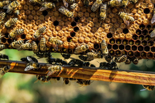 Bees do eat their own honey.