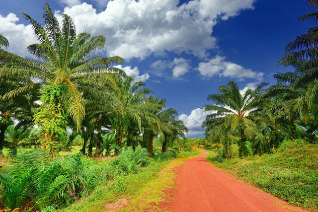 Palm oil plantations reduce biodiversity.