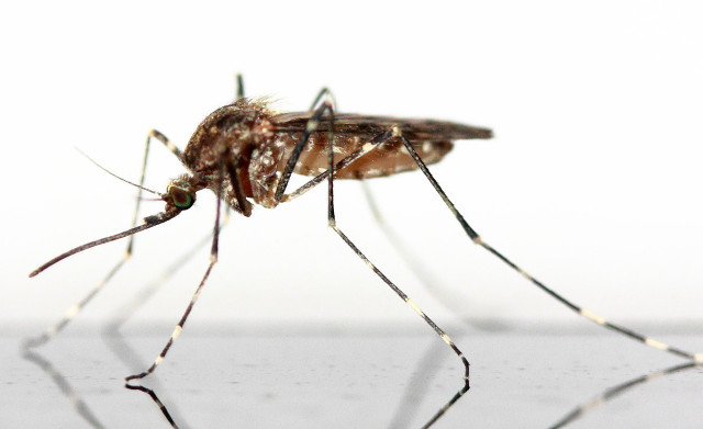 Mosquitoes help with medical research regarding disease transmission