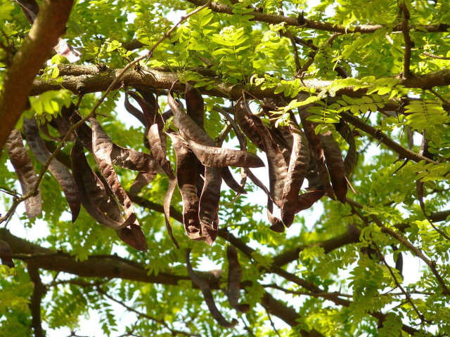 Carob pods growing on a carob tree: they can make a substitute for cocoa powder.