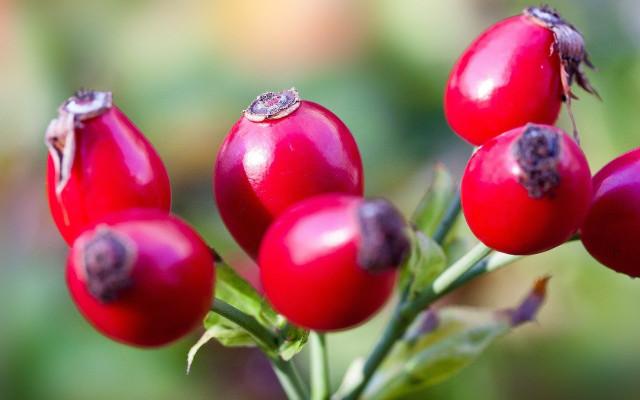 rose hip tea benefits