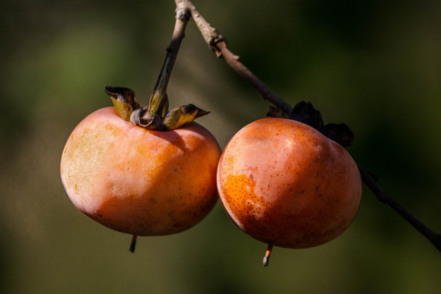 American persimmons can be found wild or in local orchards.