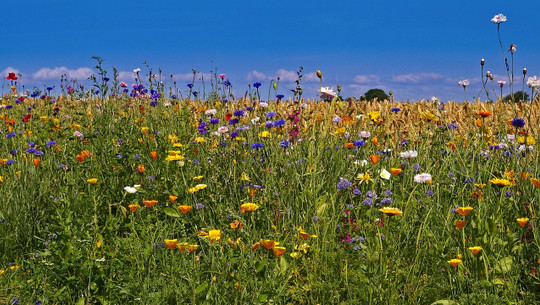 No Mow May benefits of letting grass grow long
